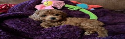 Toy Poodle dogs for sale: Toy Poodle Puppy 3 - Ad 1