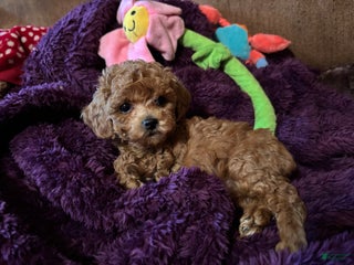 Toy Poodle dogs Toy Poodle Puppy 3 - Ad 39