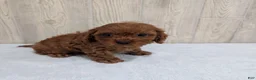 Cavapoo dogs for sale: Aero - Ad 5