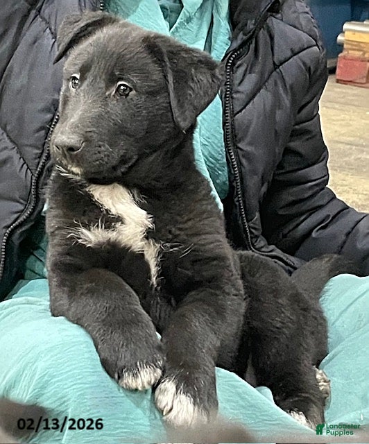 Mixed Breed dogs Cole - Ad 1