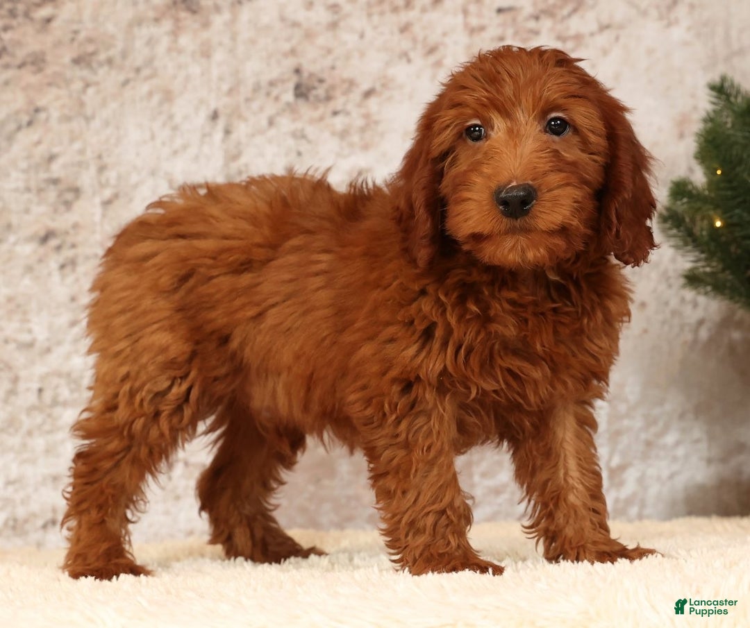 Mini Goldendoodle dogs for sale: Carson - Ad 6