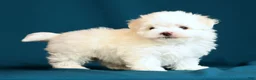Maltese dogs for sale: Abby - Ad 6