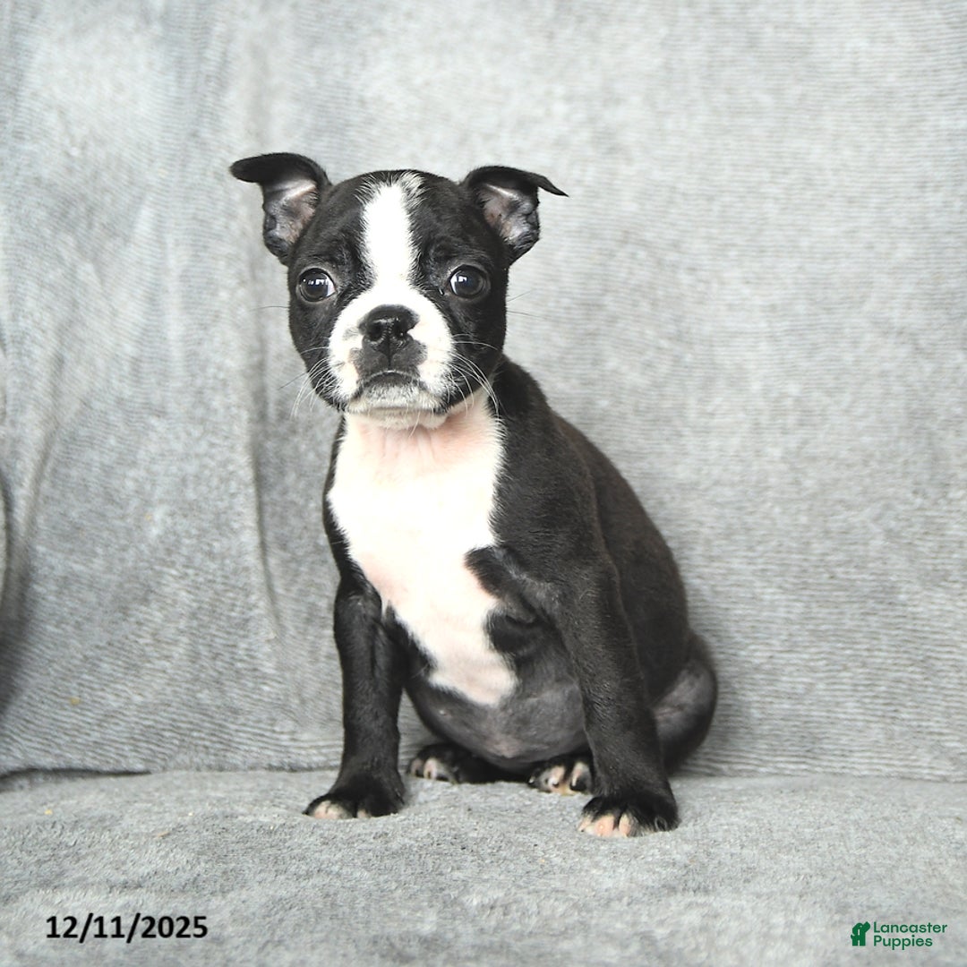 Boston Terrier dogs for sale: Sweetheart - Ad 5