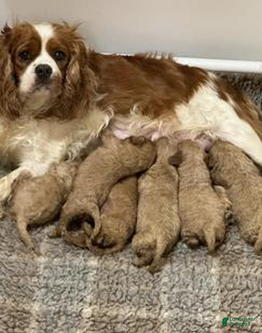 Cavapoo dogs for sale: Jordan - Ad 2