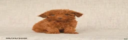 Toy Poodle dogs for sale: Tammy - Ad 2