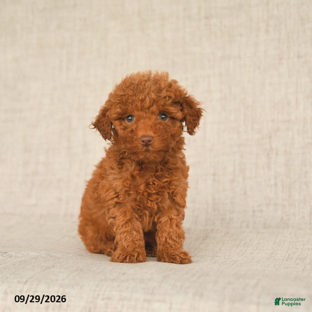Toy Poodle dogs for sale: Tammy - Ad 2