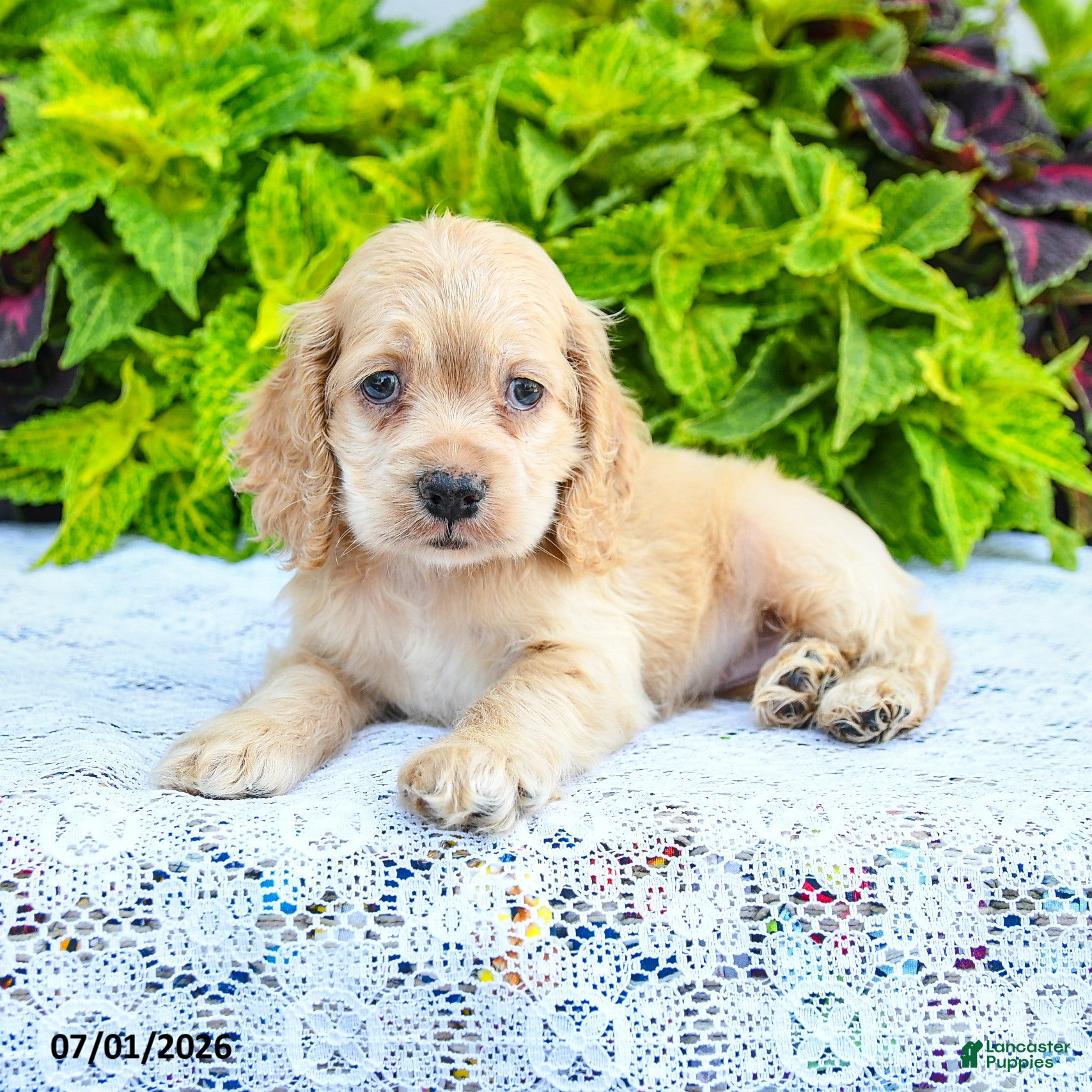 English Cocker Spaniel dogs Danuta - Ad 2