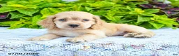 English Cocker Spaniel dogs for sale: Danuta - Ad 2