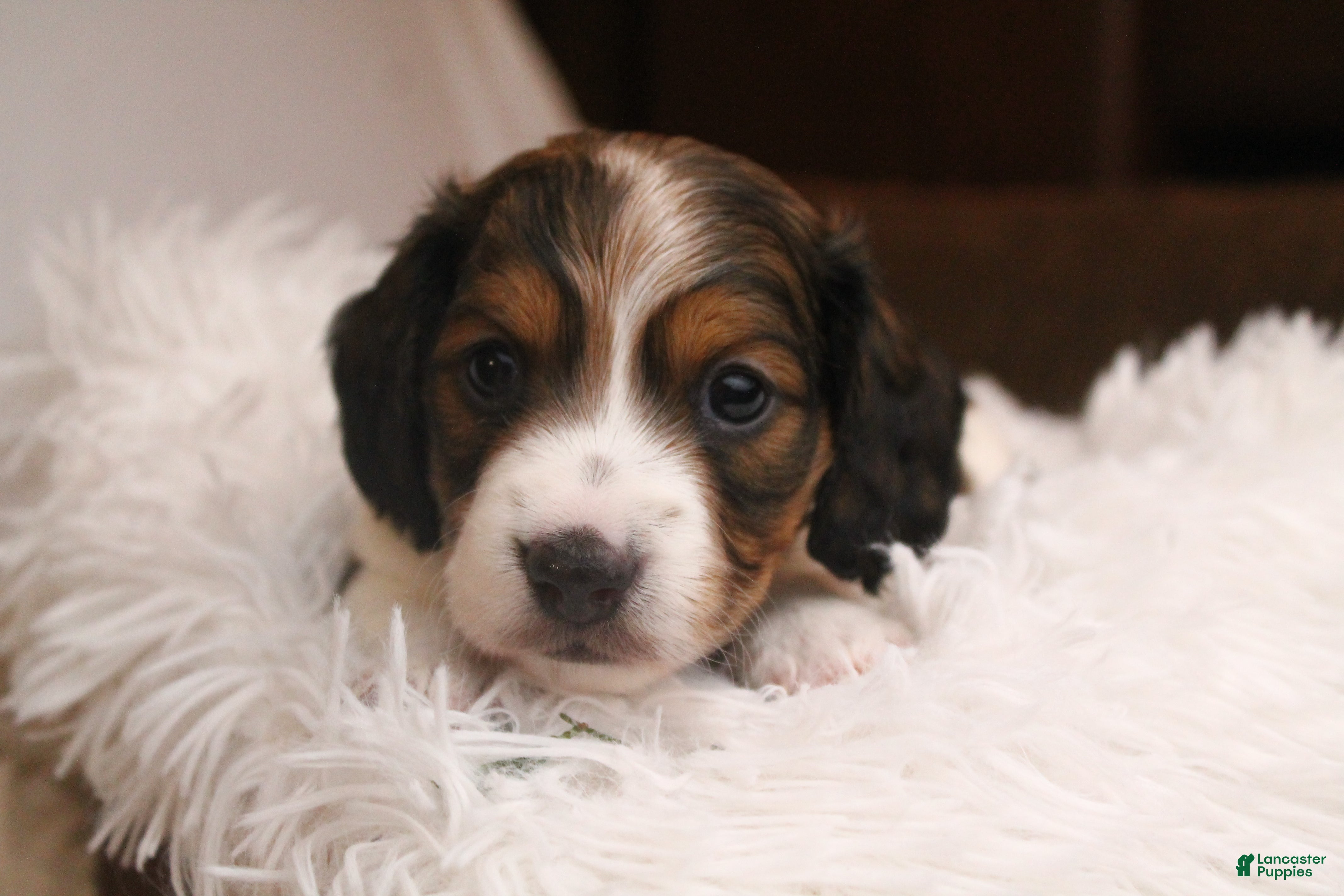 Dachshund dogs Valentine - Ad 40