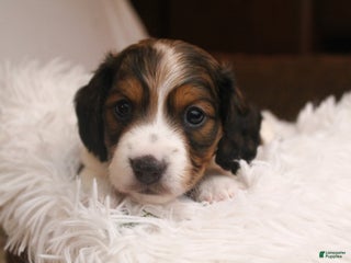 Dachshund dogs Valentine - Ad 40