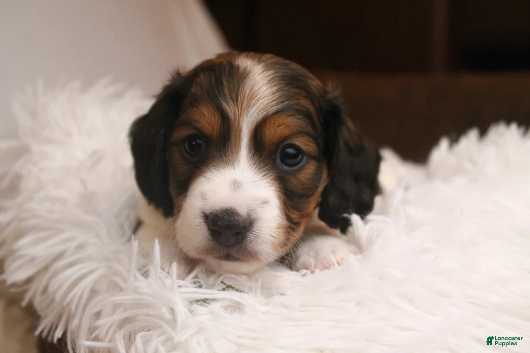 Dachshund dogs for sale: Valentine - Ad 7