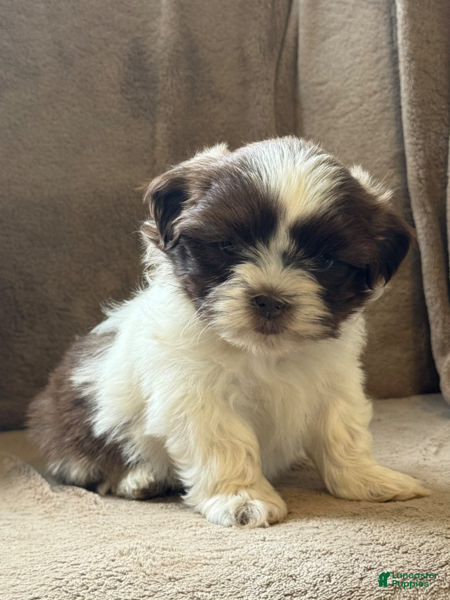 Shih Tzu dogs Cameron - Ad 2