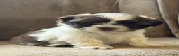 Shih Tzu dogs for sale: Cameron - Ad 2