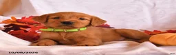 Golden Retriever dogs for sale: Bandit - Ad 3