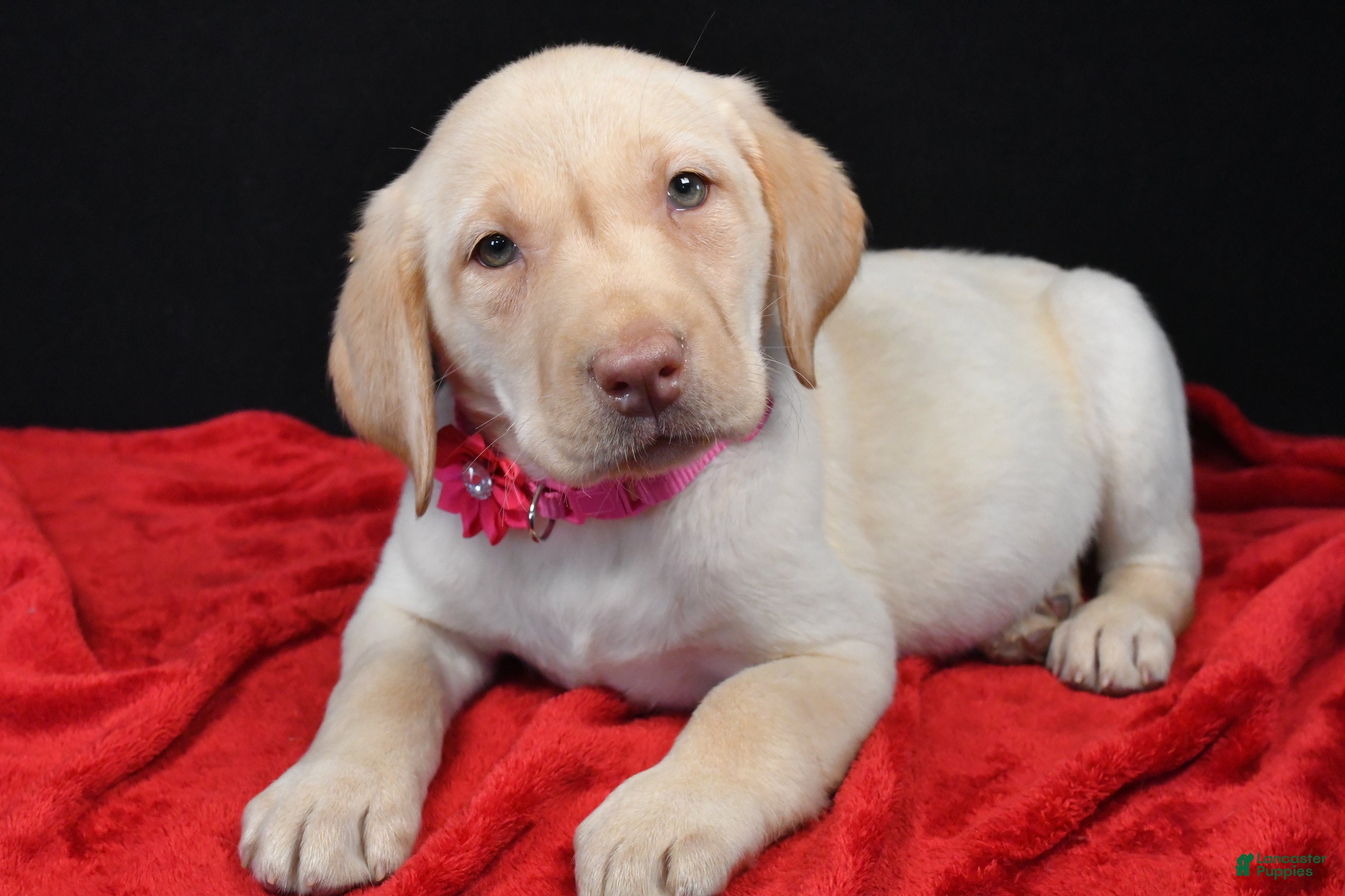 Labrador Retriever dogs Reba - Ad 12