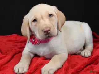 Labrador Retriever dogs Reba - Ad 12