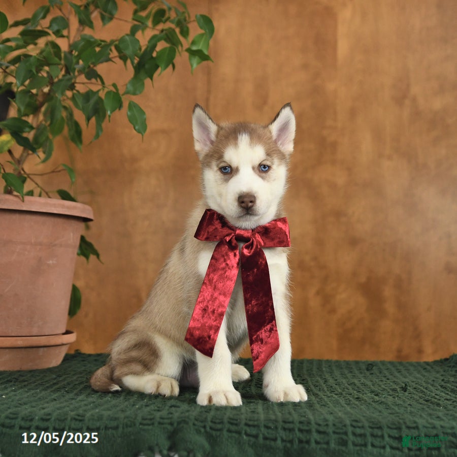 Siberian Husky dogs Arizona - Ad 12