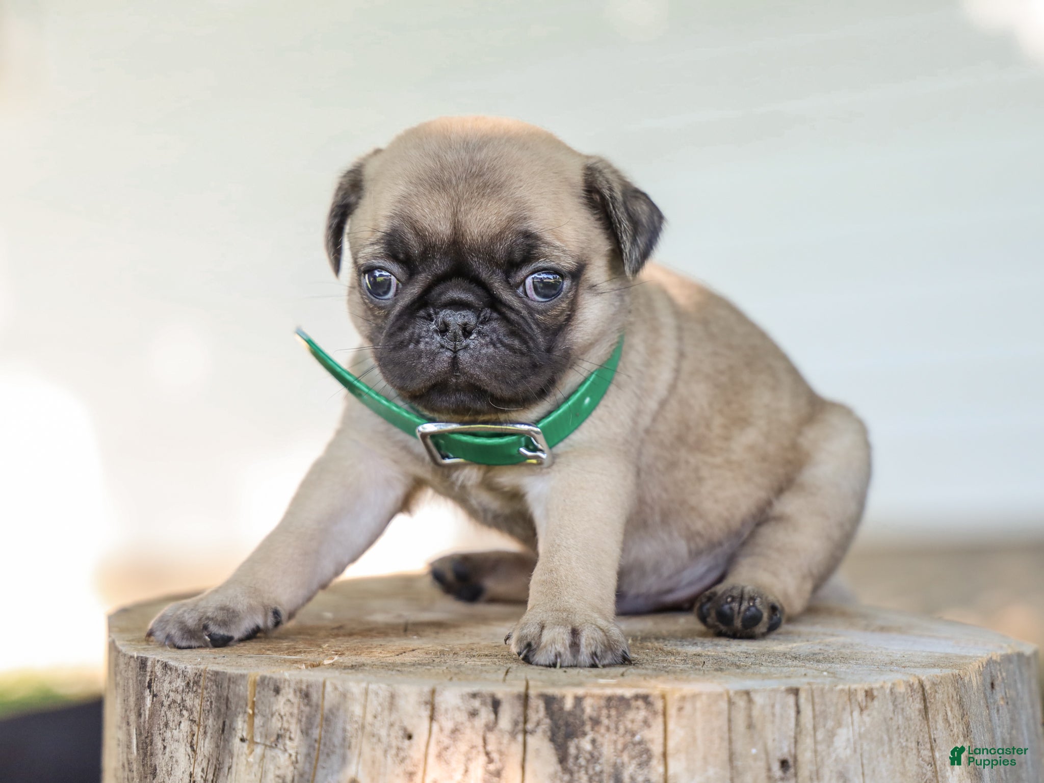Pug dogs Arizona Purebred Pug - Ad 1