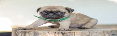 Arizona Pug Puppy