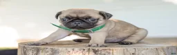 Pug dogs for sale: Arizona Purebred Pug - Ad 3