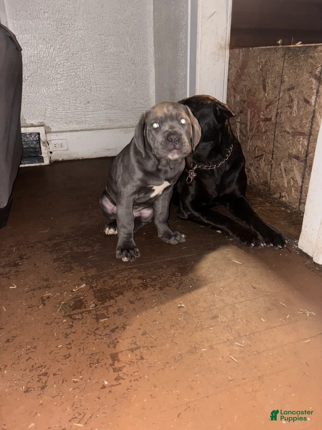 Cane Corso dogs for sale: Cane Corso Puppy 3 - Ad 3
