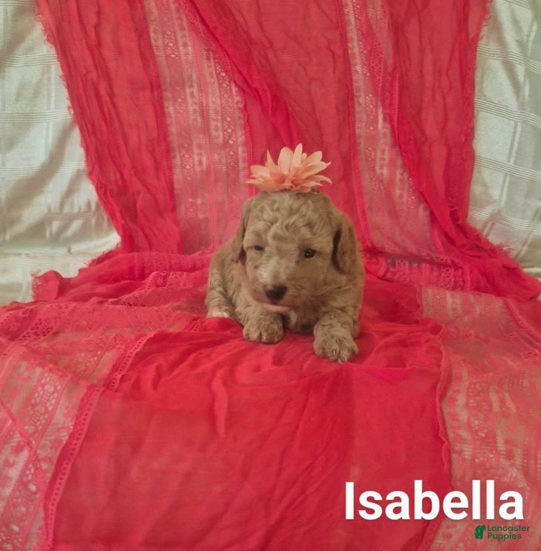Toy Poodle dogs for sale: Isabella - Ad 2