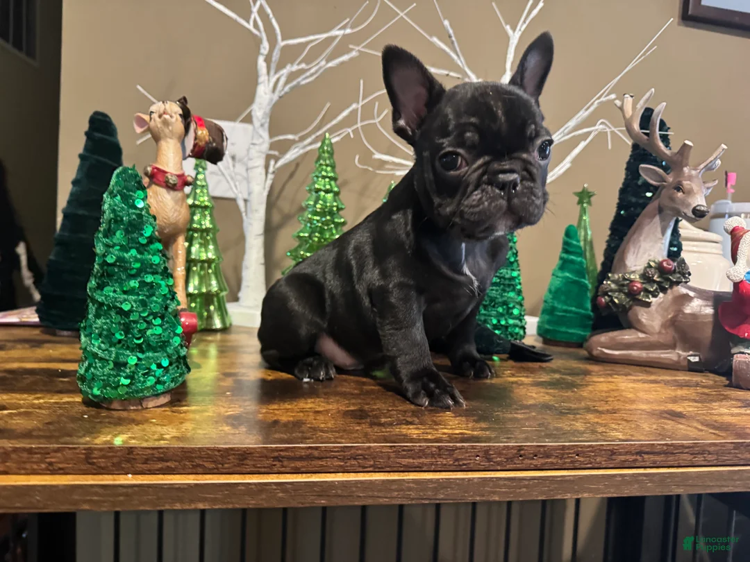 French Bulldog dogs for sale: French Bulldog Puppy 3 - Ad 3