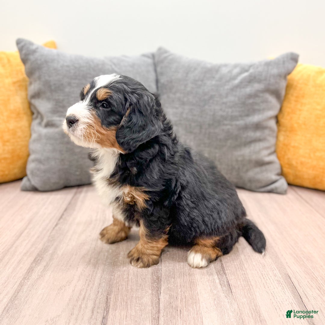 Mini Bernedoodle dogs for sale: Diesel - Ad 4