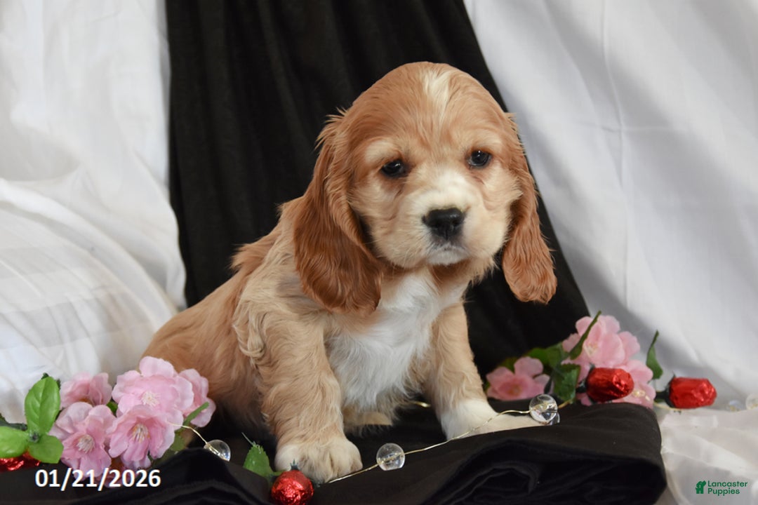 Cocker Spaniel dogs for sale: Chocolate - Ad 2