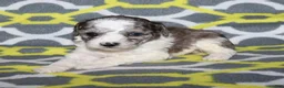 Miniature Poodle dogs for sale: Reserved Harlee’s black merle parti female - Ad 9
