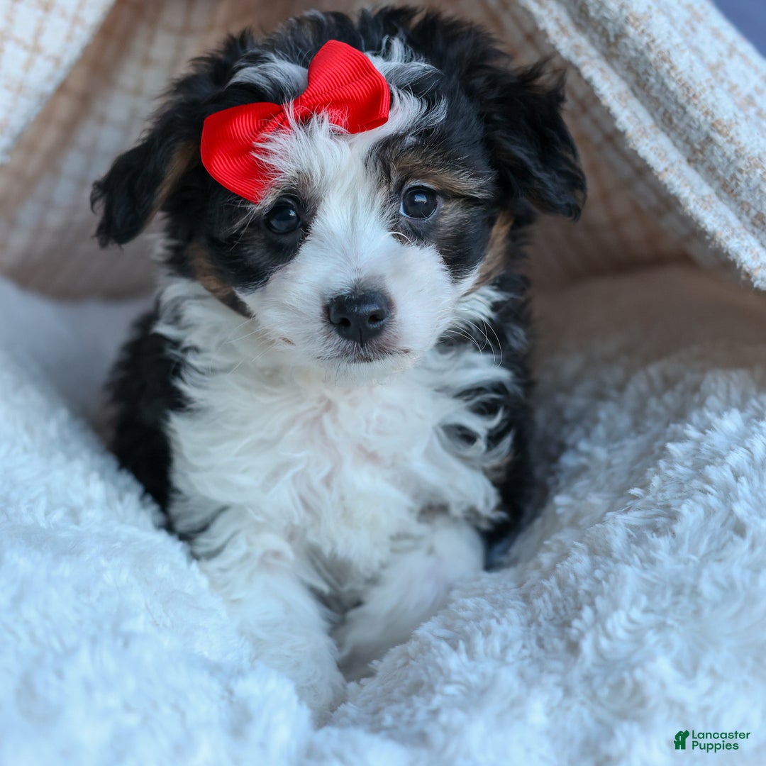 Mini Aussiedoodle dogs for sale: LEE - Ad 8