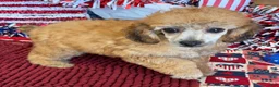 Toy Poodle dogs for sale: Trudy - Ad 1