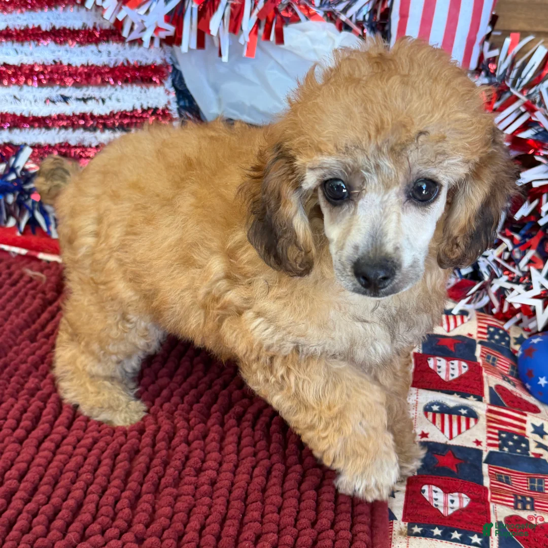 Toy Poodle dogs for sale: Trudy - Ad 1