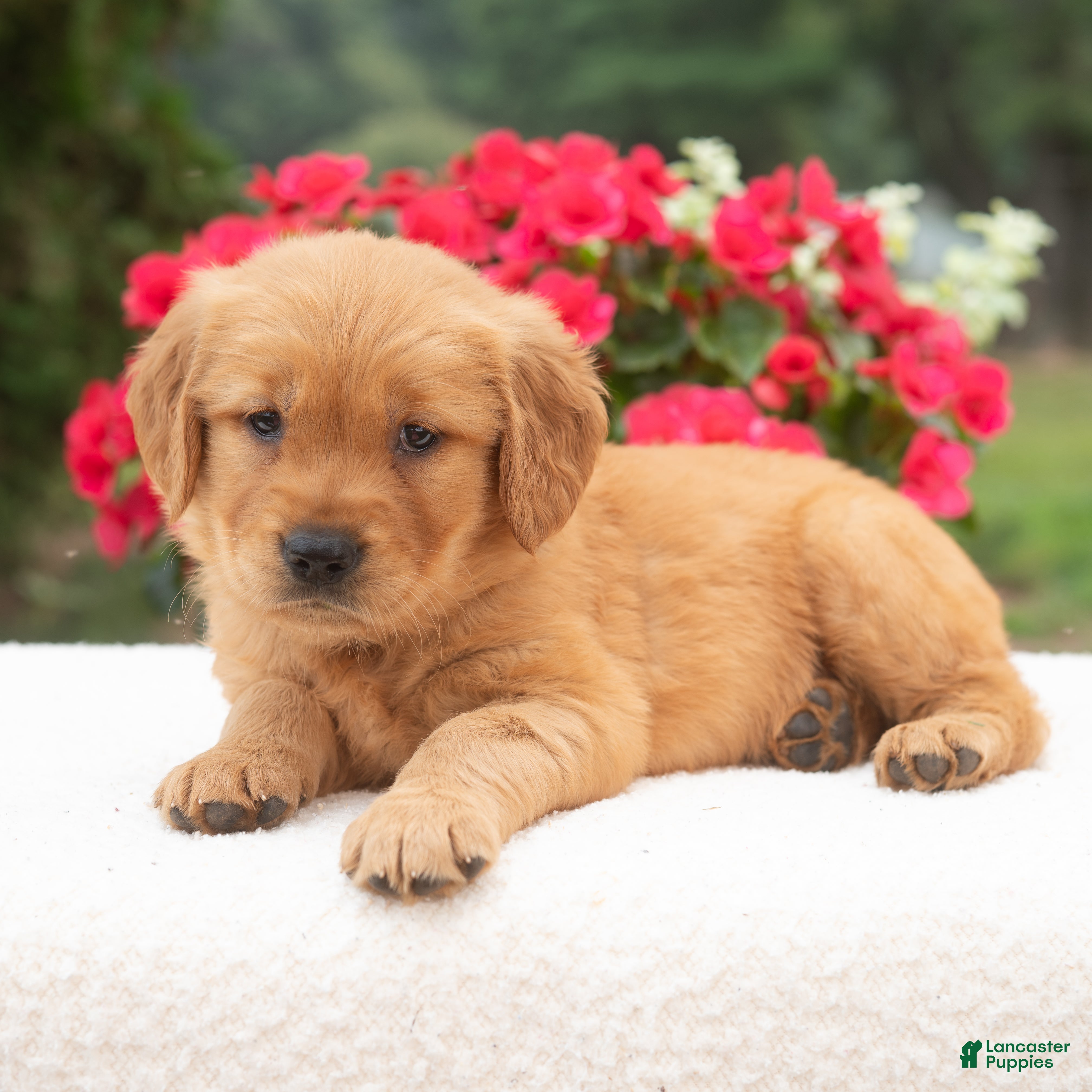 Golden Retriever dogs Kaylee  - Ad 2