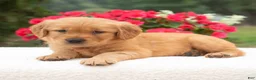 Golden Retriever dogs for sale: Kaylee  - Ad 2
