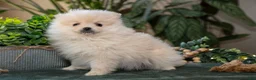 Pomeranian dogs for sale: Sawyer - Ad 2