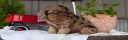 Cockapoo dogs for sale: Baxter - Ad 8