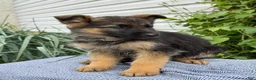 German Shepherd dogs for sale: Gertie - Ad 14