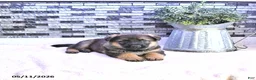 German Shepherd dogs for sale: Axel - Ad 1