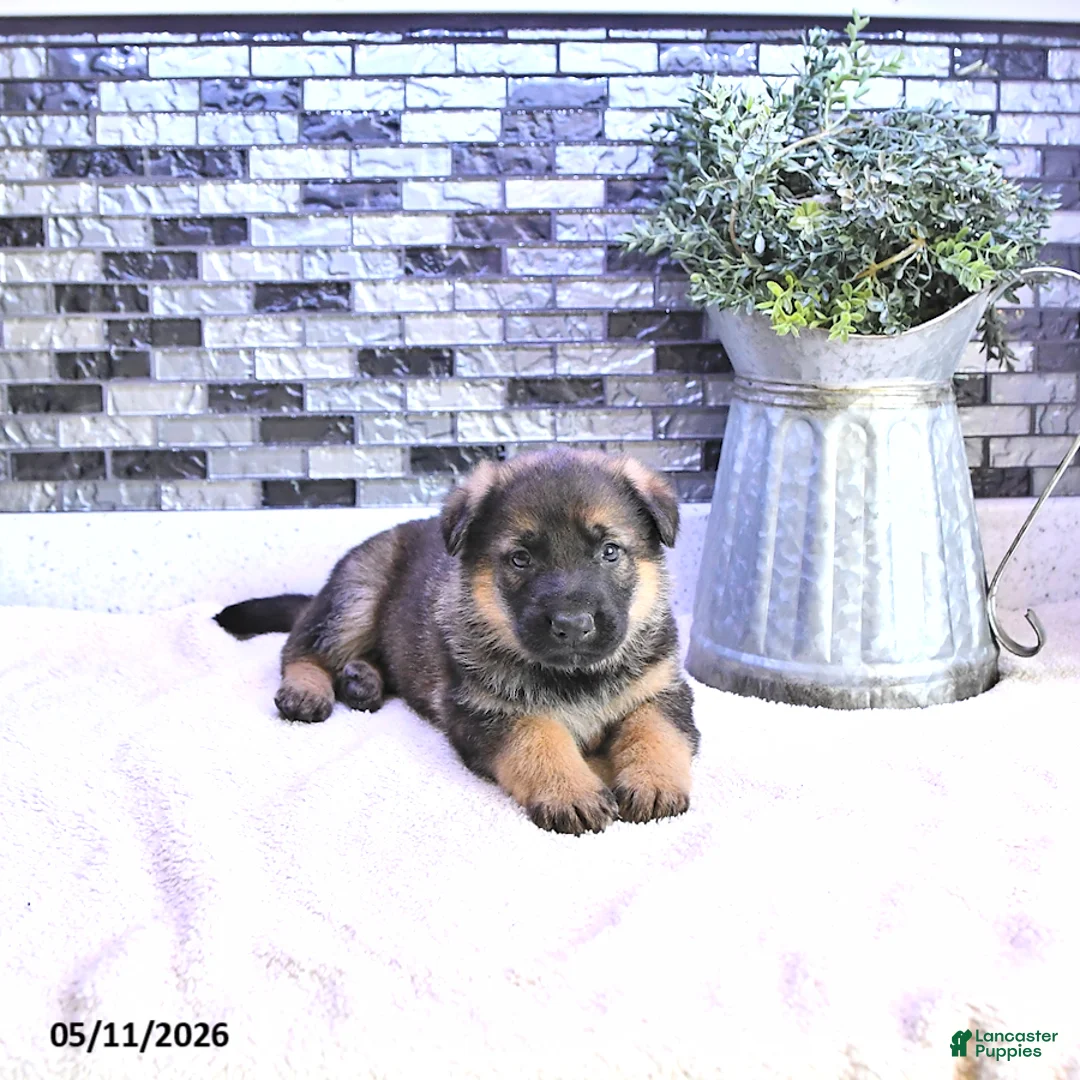 German Shepherd dogs for sale: Axel - Ad 1