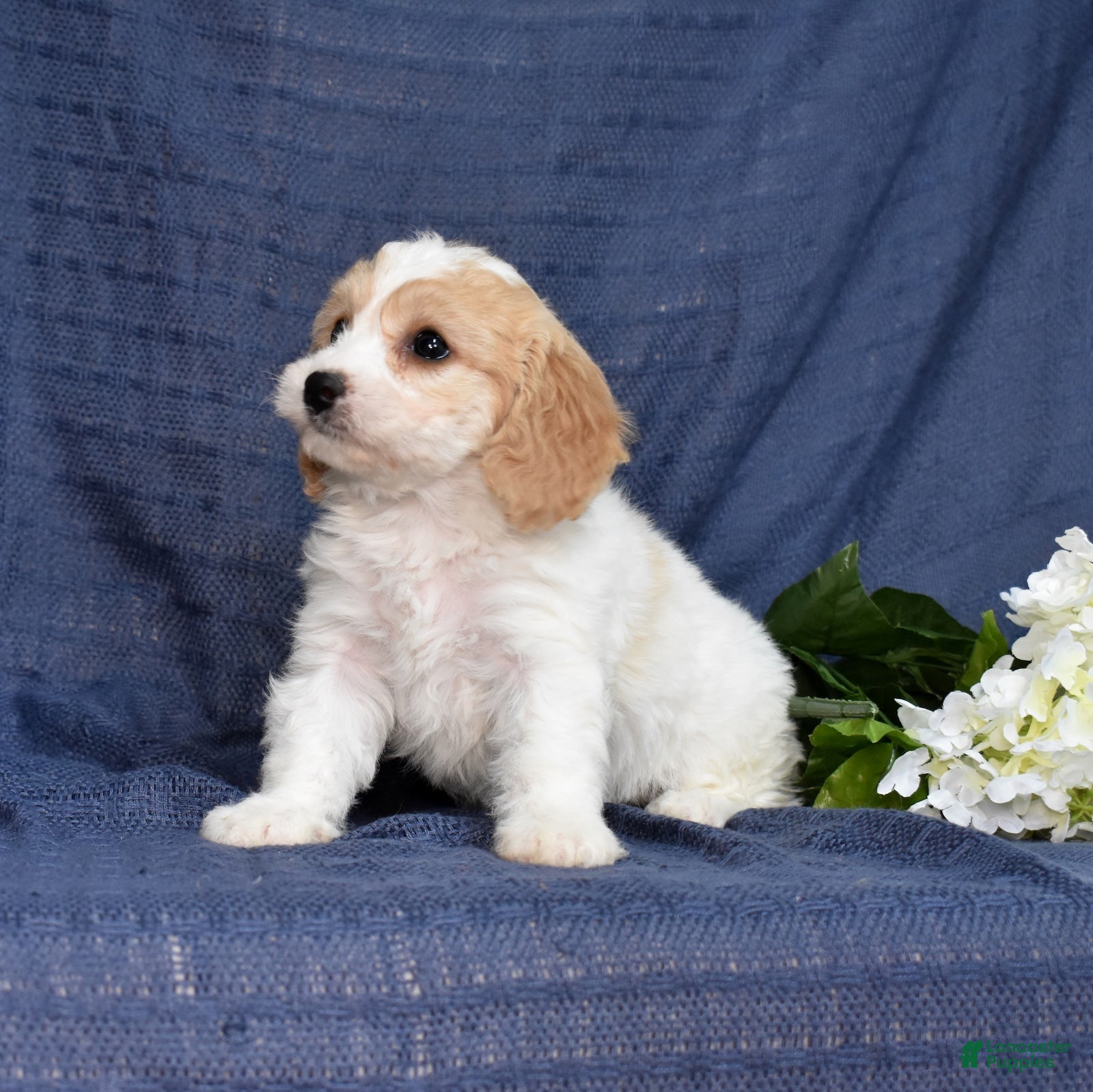 Cavachon dogs Tulip - Ad 2