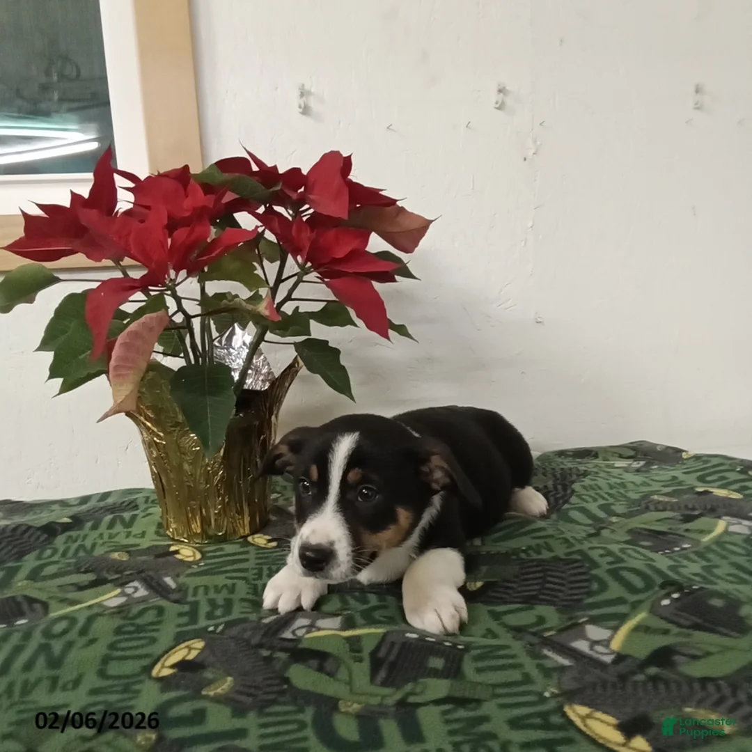 Mixed Breed dogs for sale: Dustin - Ad 1