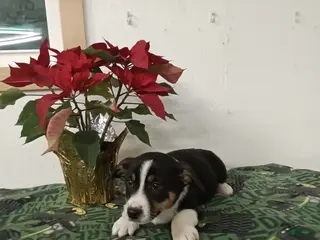 Mixed Breed dogs Dustin - Ad 5