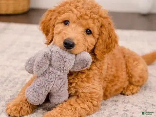 Goldendoodle dogs for sale: Goldendoodle Puppy 2 - Ad 4
