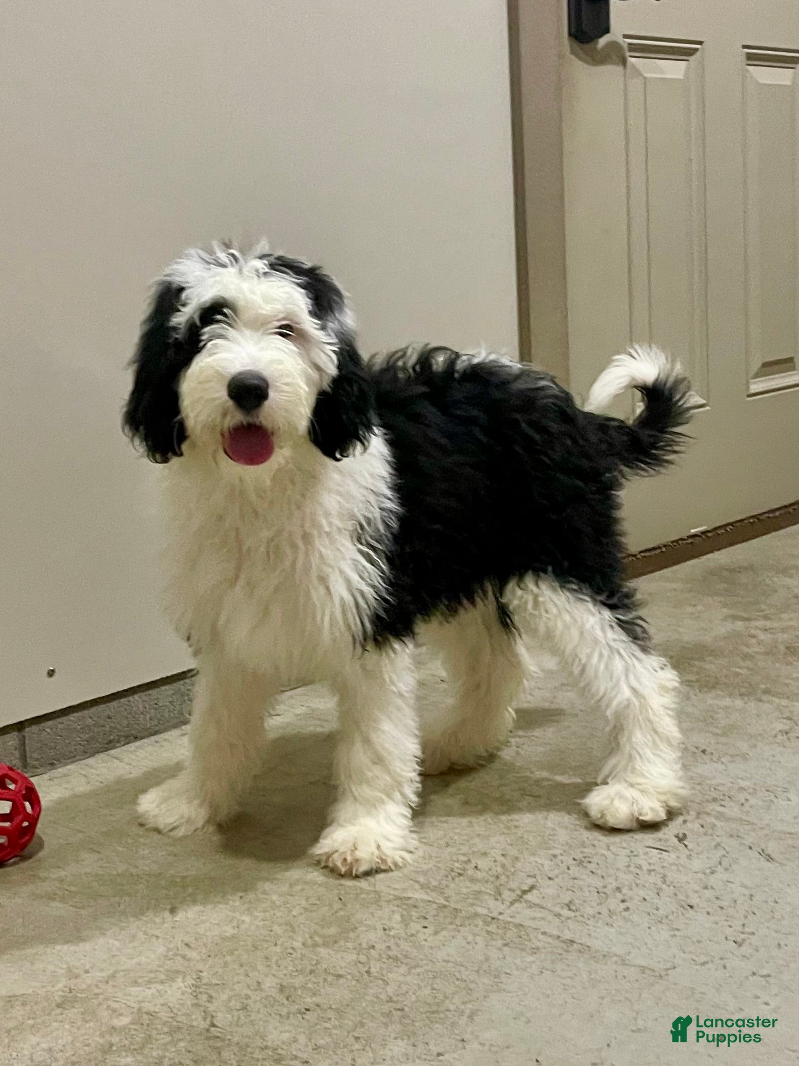 Sheepadoodle dogs Mercy - Ad 2