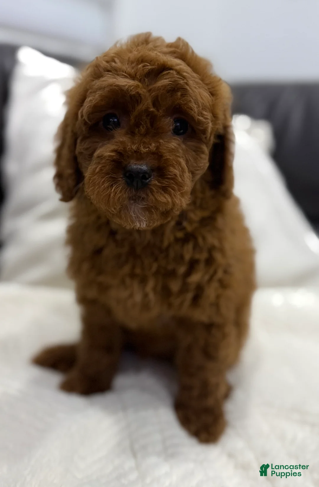 Mini Goldendoodle dogs for sale: Billy - Ad 2