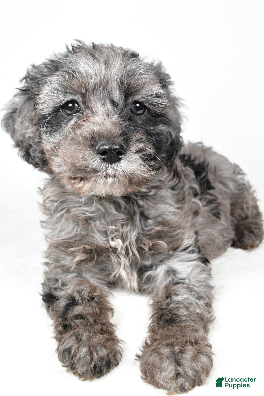 Cockapoo dogs for sale: Kelly - Ad 3