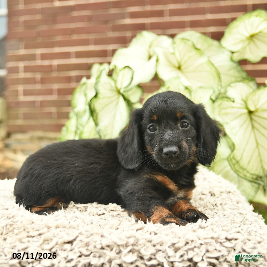 Miniature Dachshund dogs for sale: Chase  - Ad 2