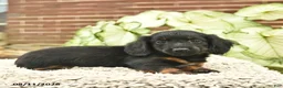 Miniature Dachshund dogs for sale: Chase  - Ad 1