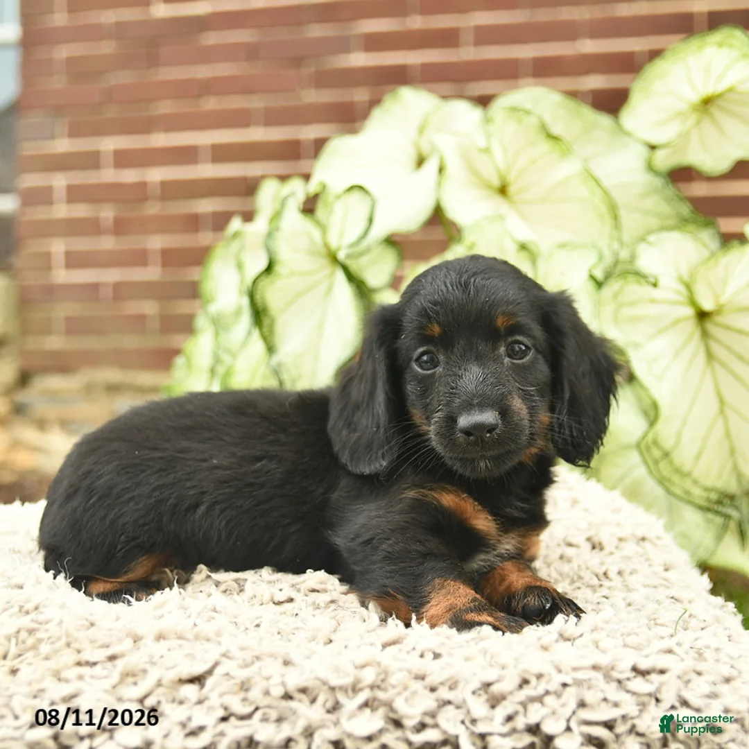 Miniature Dachshund dogs for sale: Chase  - Ad 1